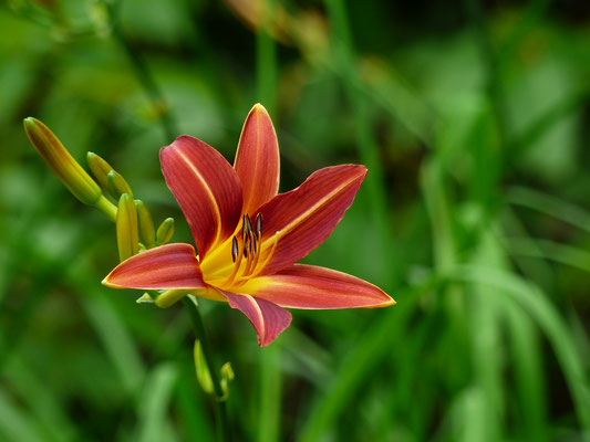 Hemerocallis Sämling HSBS4-2016