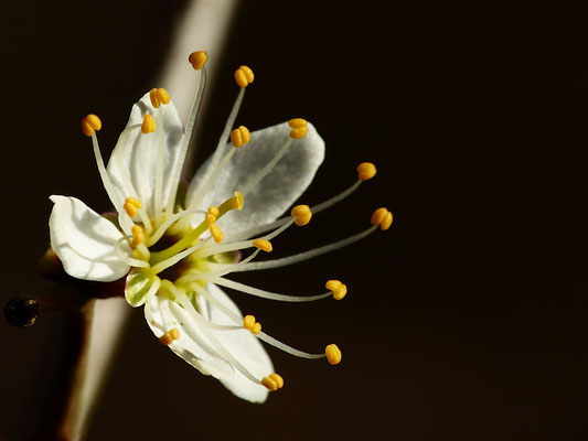 Prunus spinosa - Schlehdorn