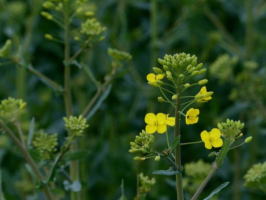 Brassica napus - Winterraps