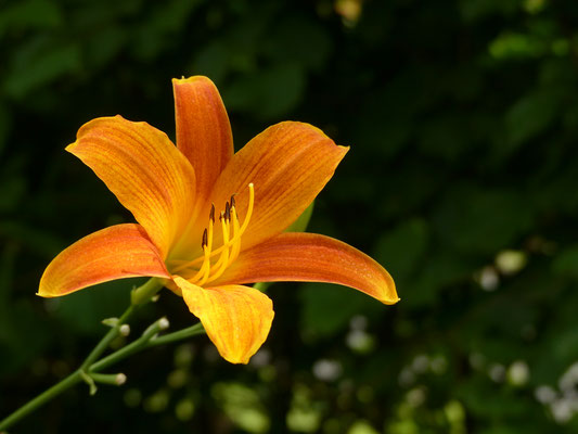 Hemerocallis Sämling HSBS2-2016