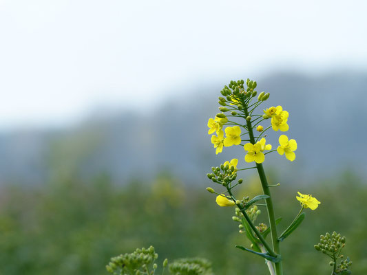 Brassica napus - Winterraps