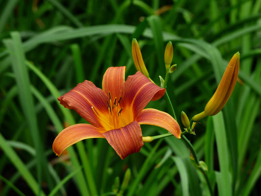 Hemerocallis Sämling HSBS3-2016