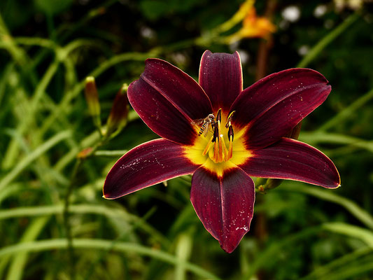 Hemerocallis Sämling HSBS1-2016