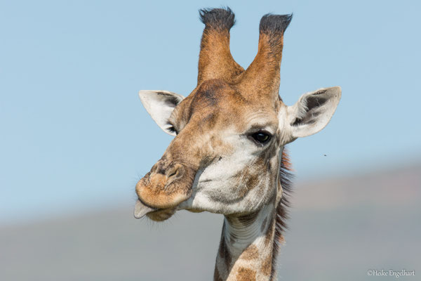 Giraffen sind nicht nur imposante sondern auch sehr soziale Tiere. 