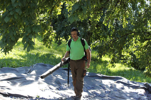 Schwarzwaldhof Hölzleberg, Brennerei Josef Gmeiner in Durbach im Schwarzwald, https://www.hoelzleberg.de/edelbrände - Luftgebläse zur Beseitung der Blätter und Stiele, Zwetschgenbrand, Edelbrand, Obstbrand