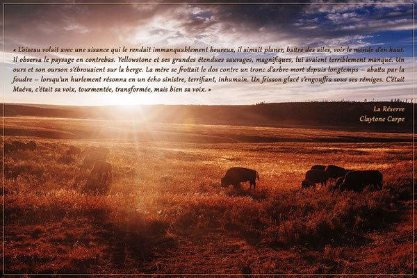 Citation de La Réserve de Claytone Carpe