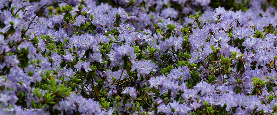 Azaleenblüte in Lukesland Gardens