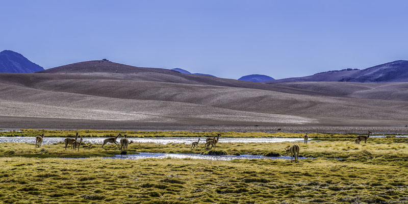 Alpakas im Hochland von Bolivien