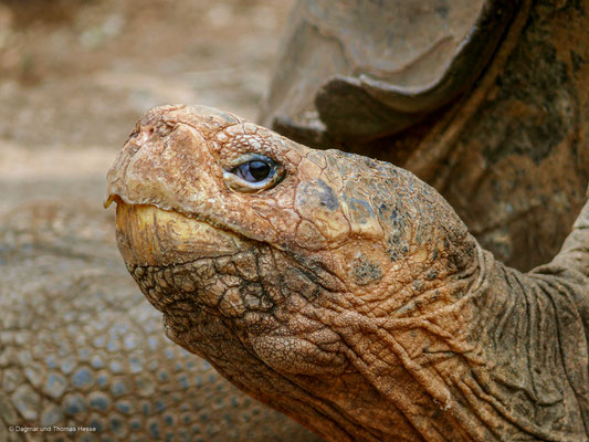 Riesenschildkröte