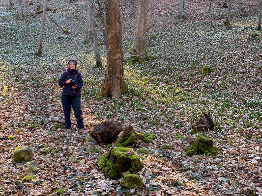 Märzenbecherfelder entlang der Wurmhalden oberhalb von Hausen an der Fils