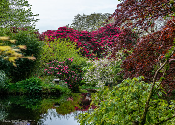 Azaleen und Rhododendren in Lukesland Gardens