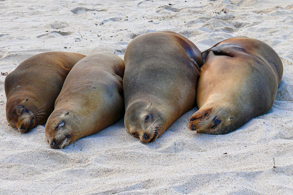 Galapagosseelöwen
