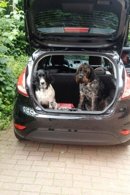 Bruis und Charly sind startklar (08/2014)