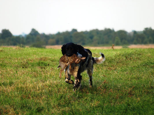 Alva kommt mit Beute zurück (27.07.2012)