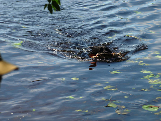 Asta bringt die Ente an Land (24.07.2012)