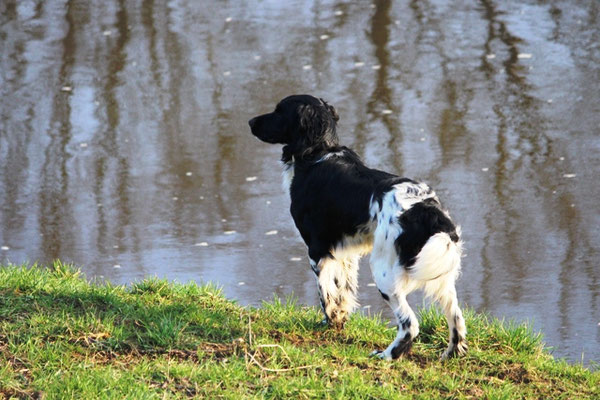 Birko (03/2015)