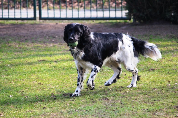 Birko (03/2015)