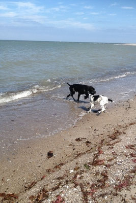 Bruis und Charly am Strand (08/2014)