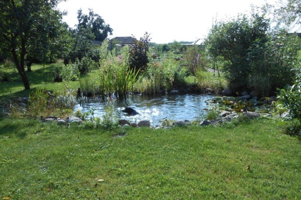 Basko schwimmt gerne (08/2014)