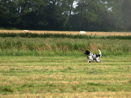 Asmus (24.07.2012)