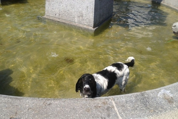 Bruis (08/2014)