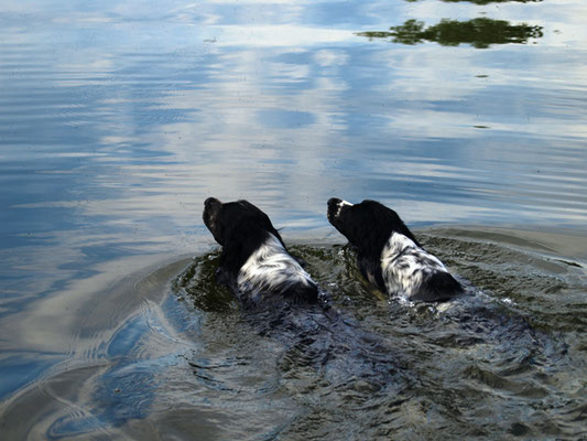 Arven (links) und Asmus (rechts) nehmen eine Abkühlung (24.07.2012)