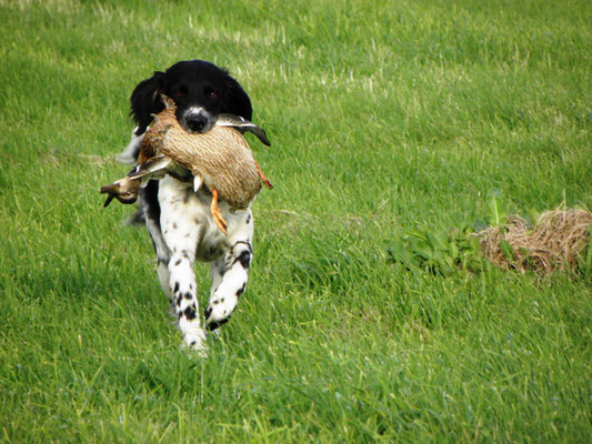 Ayla mit Ente im Fang (06/2012)