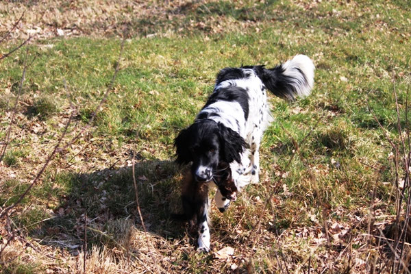 Bruis (03/2015)