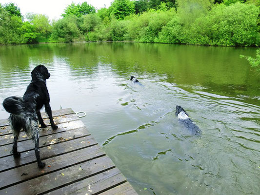 Asta beobachtet, wie Alwin und Arven schwimmen (20.05.2012)