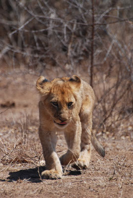 Kruger Nationalpark