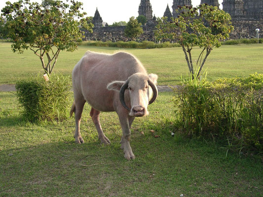 Prambanan