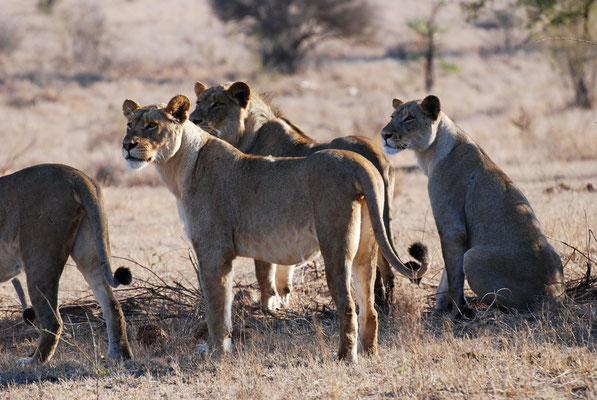 Kruger Nationalpark