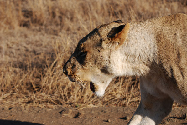 Kruger Nationalpark