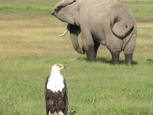 Amboseli Nationalpark