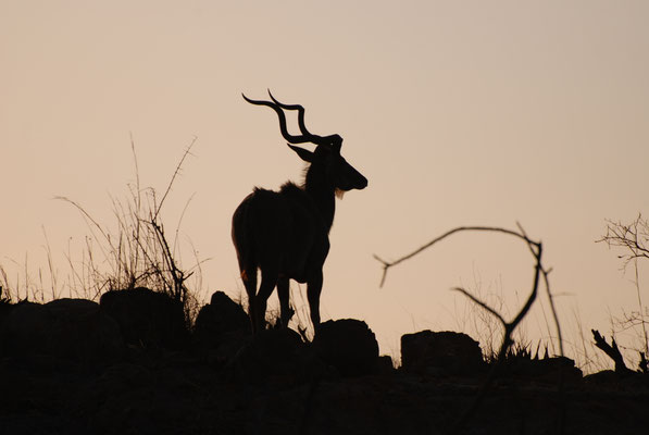 Kruger Nationalpark