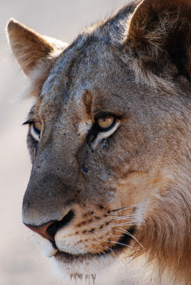 Kruger Nationalpark