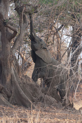 South Luangwa Nationalpark