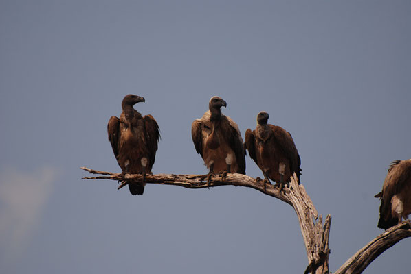 Kalahari