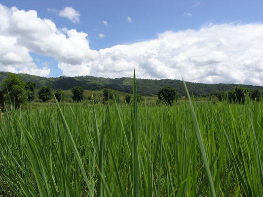 Plain of Jars