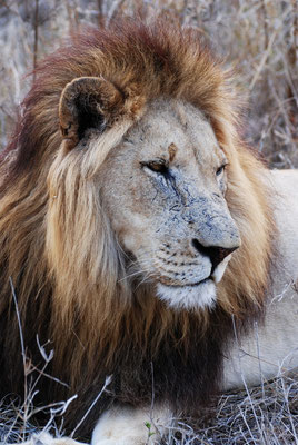 Hlane Nationalpark,Swasiland