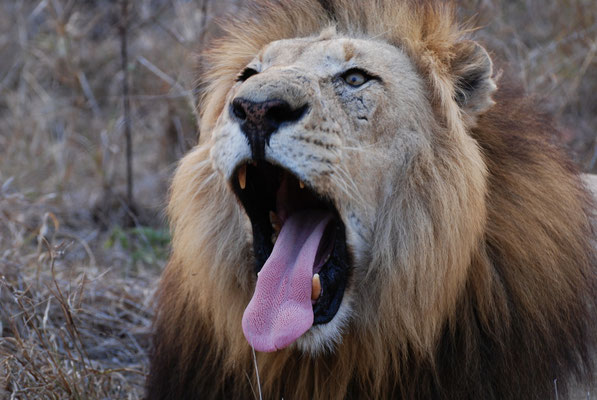 Hlane Nationalpark, Swasiland
