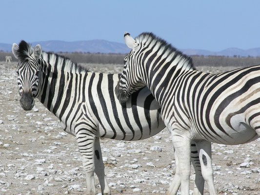 Etosha Nationalpark