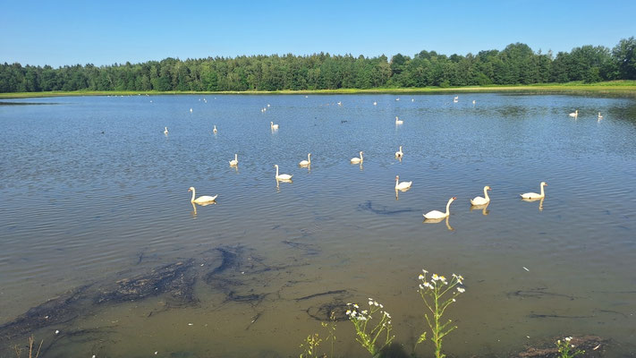 Das ist ein Schwanensee