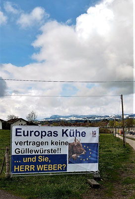 Kühe Europa ©ig-gesunde-guelle