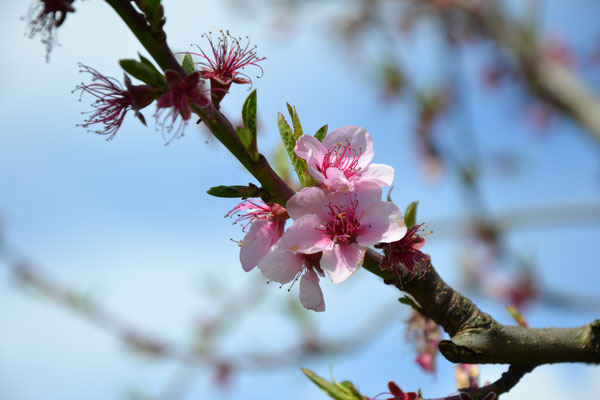 fleurs roses de pêcher