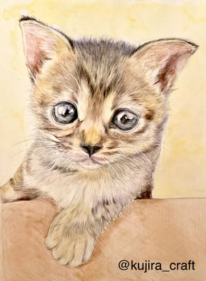 色鉛筆画「子猫のトンちゃん」