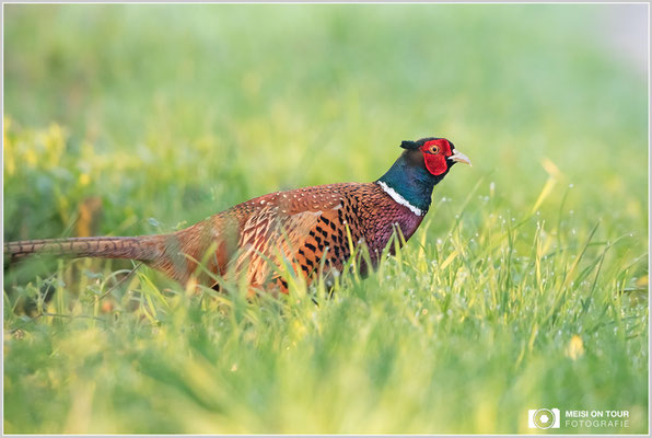Fasan  |  Canon EOS-5D Mark IV, EF 300 f/2,8 L IS II USM mit Telekonverter 2x III (600 mm), ISO 8000, 1/500s, f/6,3, Einbeinstativ