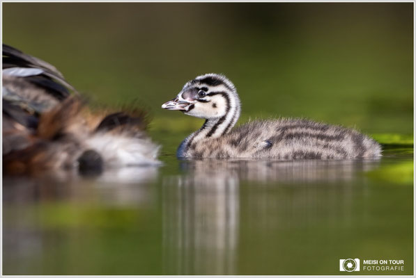 Haubentaucher  |  Canon EOS R6, EF 300 f/2,8 L IS II USM mit Telekonverter 1,4x (420 mm), ISO 800, 1/2500s, f/5,6