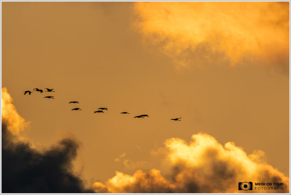 Kraniche beim abendlichen Anflug zu den Schlafplätzen  |  Nikon Z9, NIKKOR Z 800 mm 1:6,3 VR S, ISO 160, 1/1000s, f/6,3