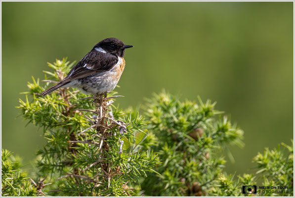 Schwarzkehlchen  |  Nikon Z9, NIKKOR Z 800 mm 1:6,3 VR S mit TC1,4x (1120 mm), ISO 1250, 1/2000s, f/9